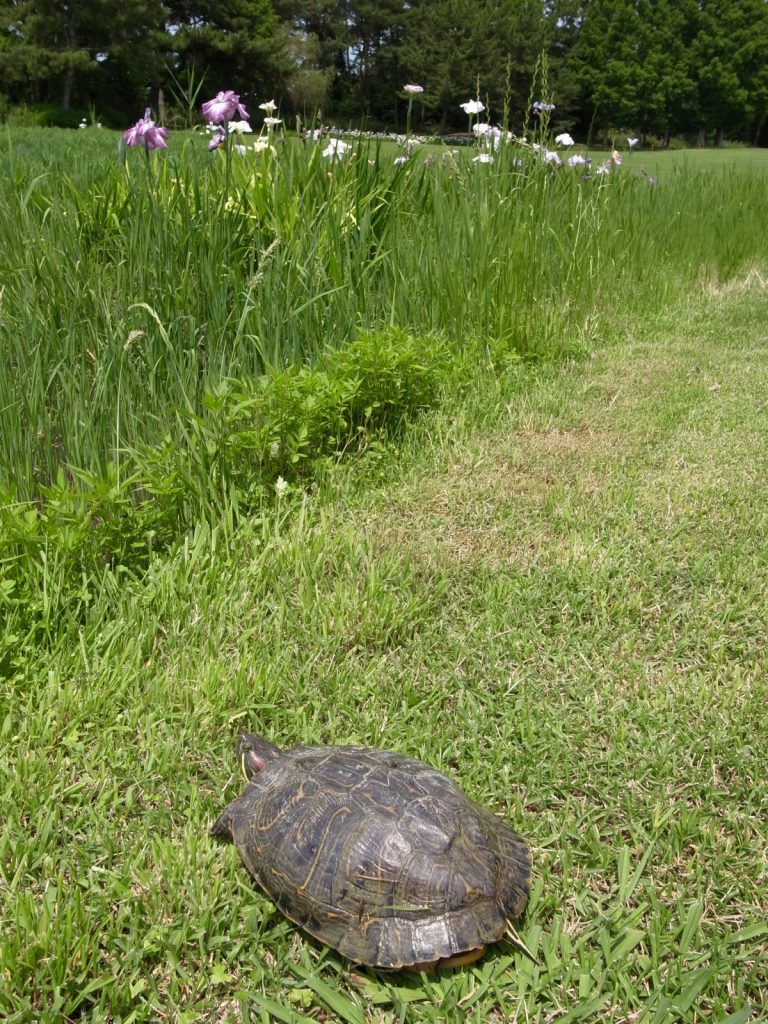 廣野の亀