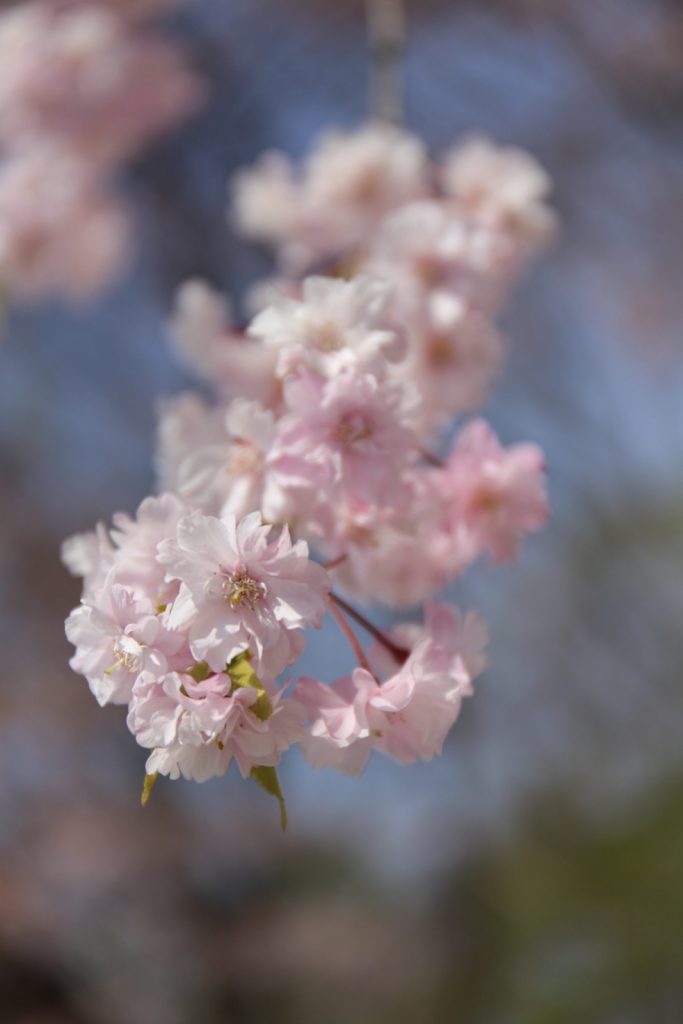 Sakura