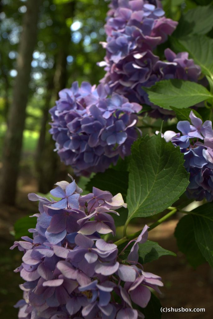 Hydrangea